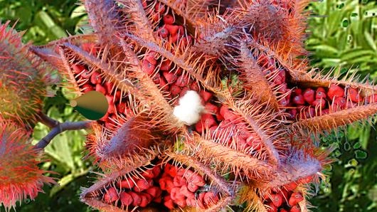 ดอกเข็มพิษ