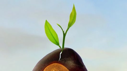 พืชที่โตเร็วที่สุด