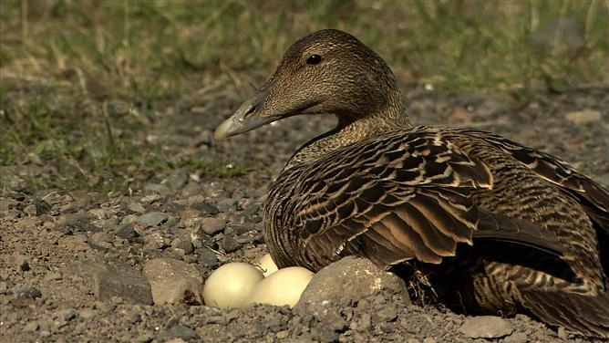 เป็ดไอเดอร์...เพื่อนขนนุ่ม