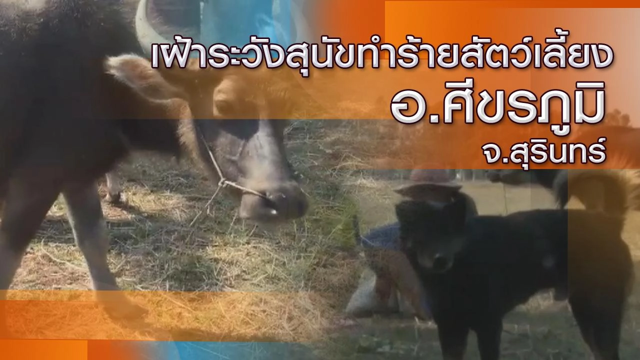 เฝ้าระวังสุนัขทำร้ายสัตว์เลี้ยง อ.ศีขรภูมิ จ.สุรินทร์