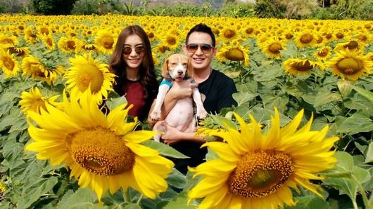 ดอกทานตะวัน สวย..ทานได้