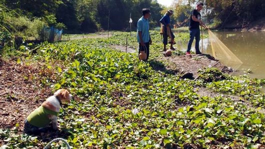 เหวี่ยงแหหาปลาช่อนสิงห์บุรี