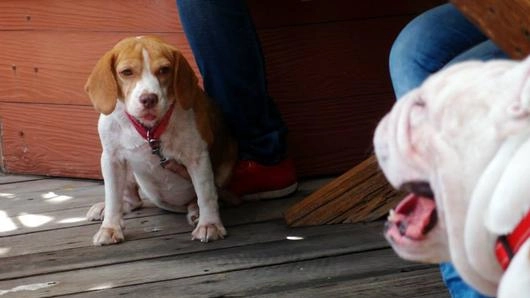 อาหารสำหรับคน และสุนัข