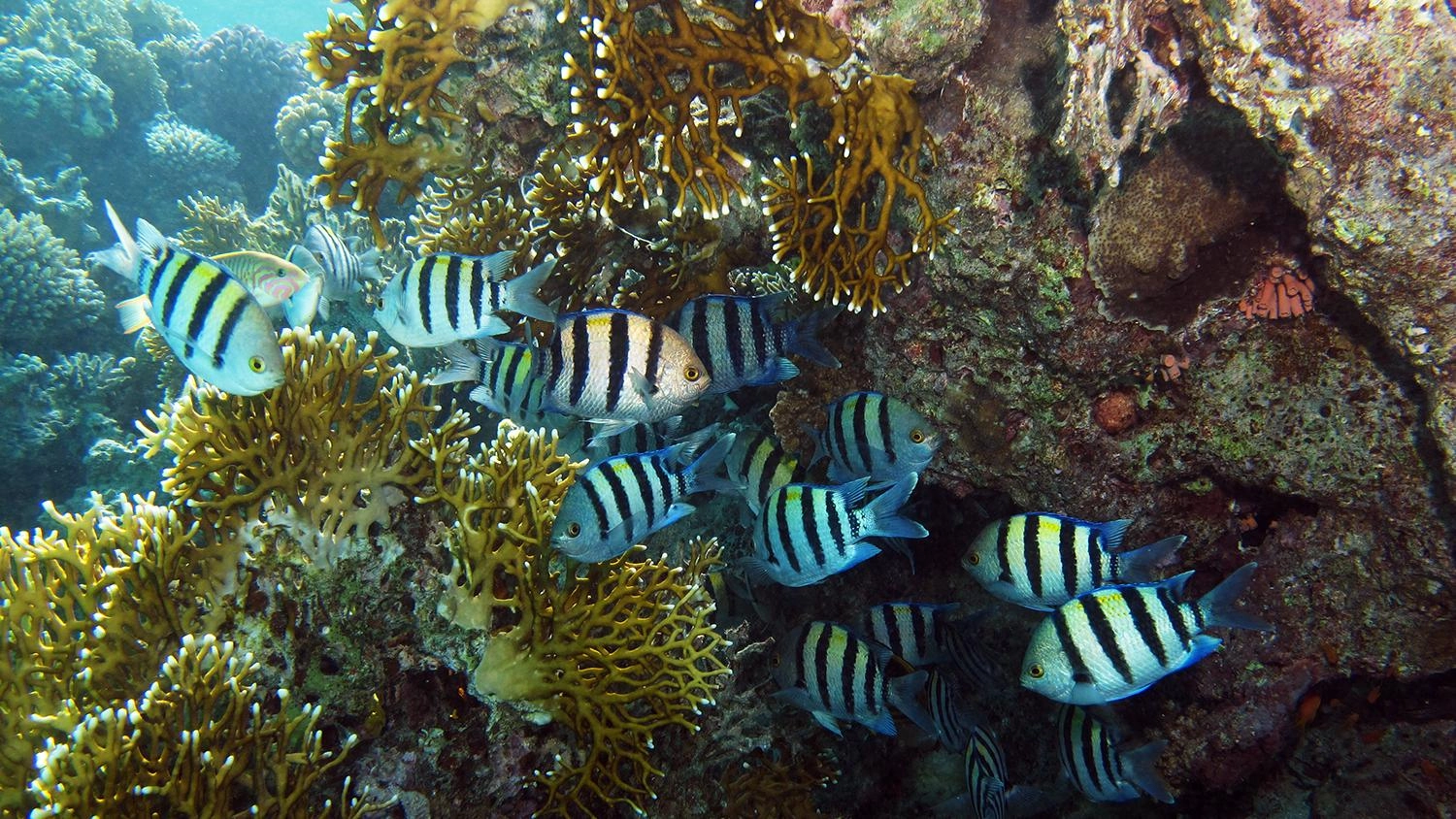 บ้านและลูกสัตว์