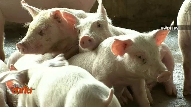 ปราบปรามสารเร่งเนื้อแดงในสุกร
