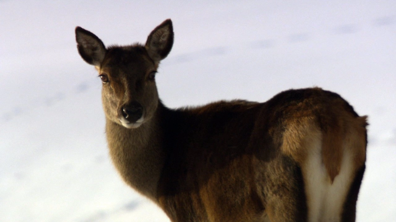 เองกาดีน...ขุมทรัพย์แห่งสวิตเซอร์แลนด์