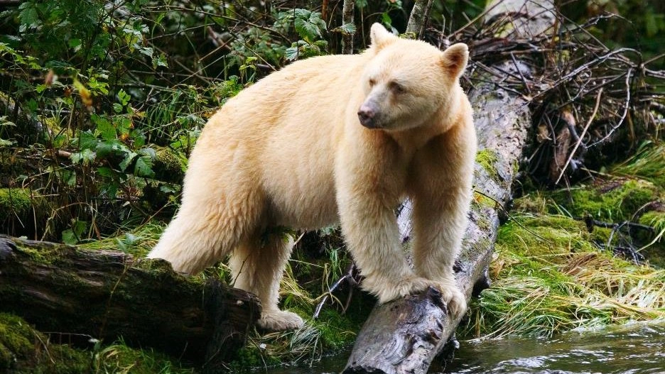 การออกค้นหาหมีลึกลับ