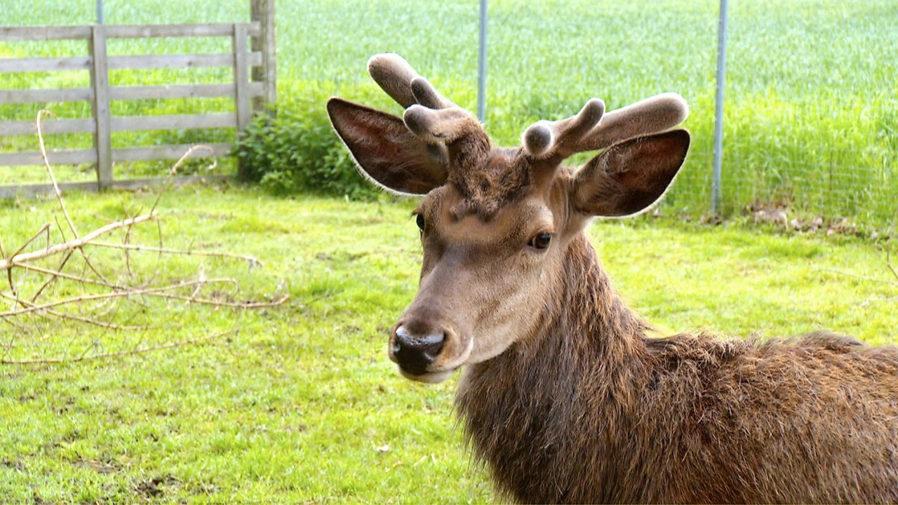 สัตว์โลกแสนรู้  ตอนที่ 2