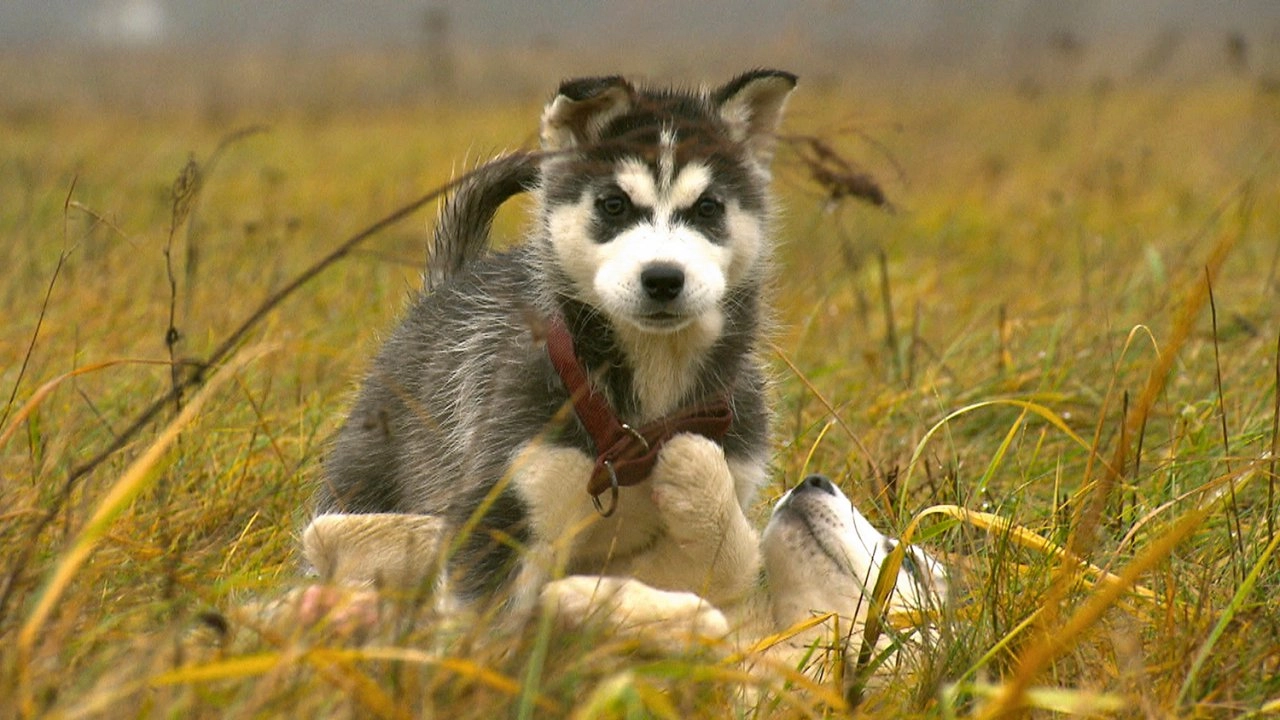 สัตว์โลกแสนรู้ ตอนที่ 3