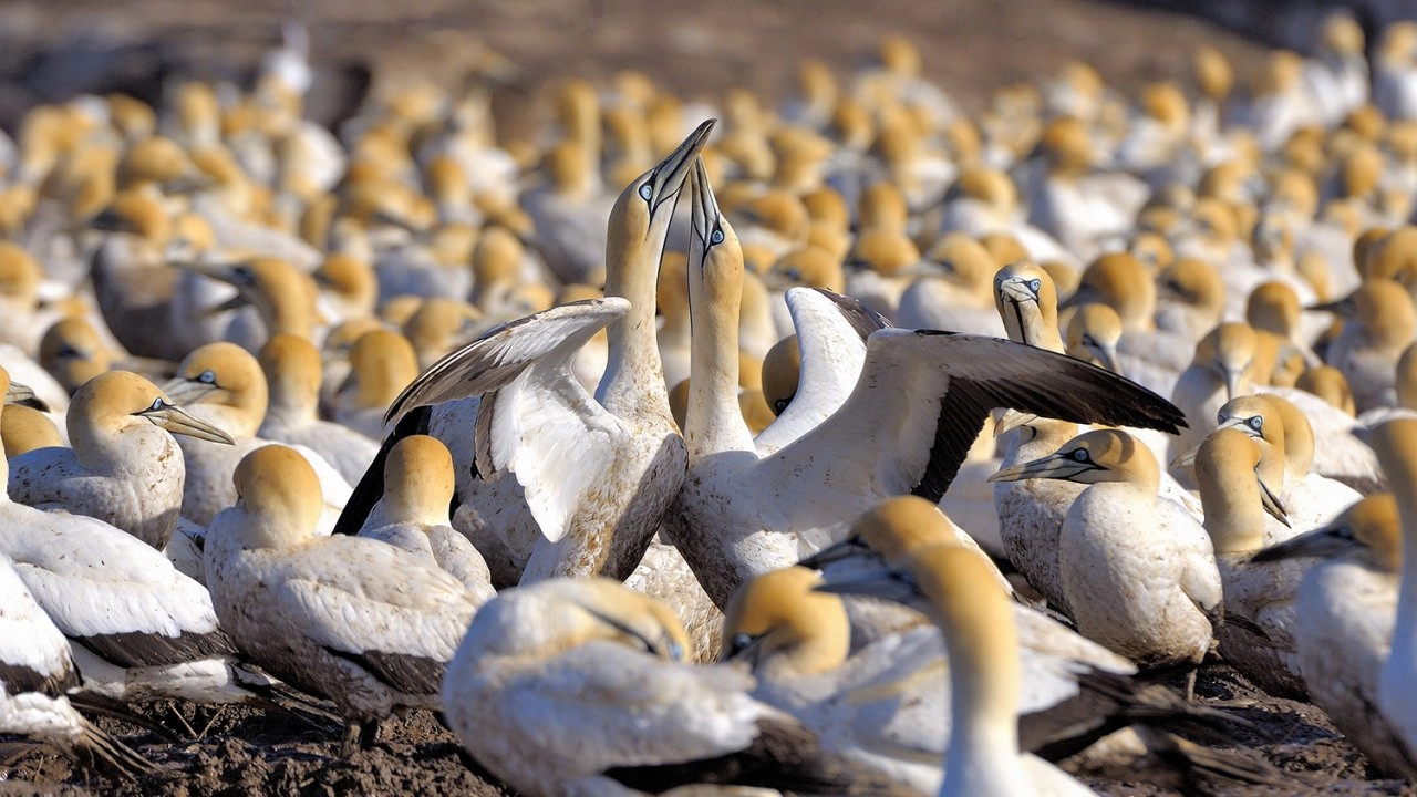 สุดยอดพ่อแม่สัตว์โลก ตอน ครอบครัวเลี้ยงคู่