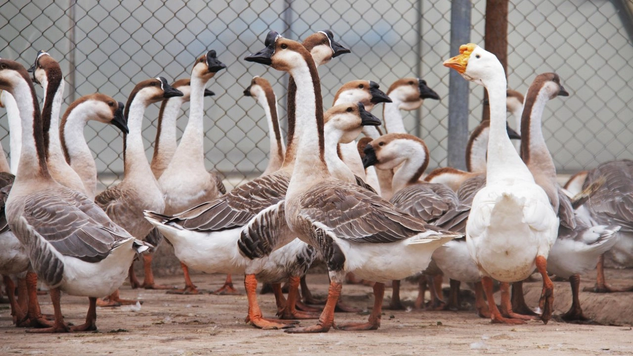 ห่านหัวสิงห์