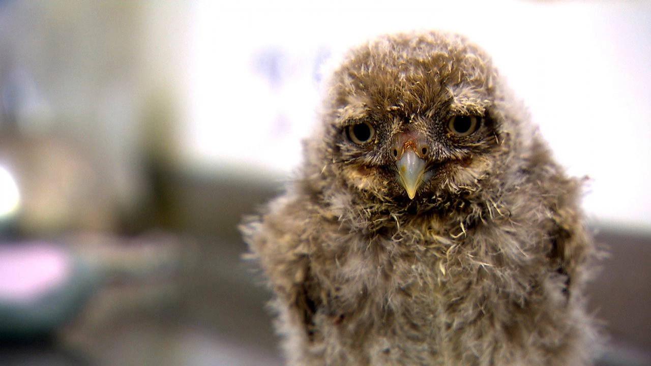 สัตว์โลกแสนรู้ ตอนที่ 6