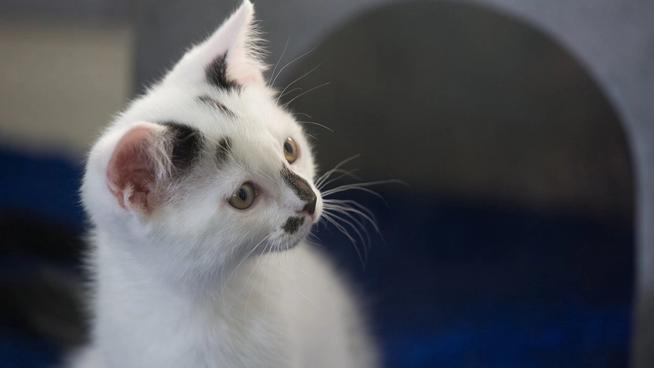 ไขความลับเจ้าเหมียว ตอน มุมมองแมว