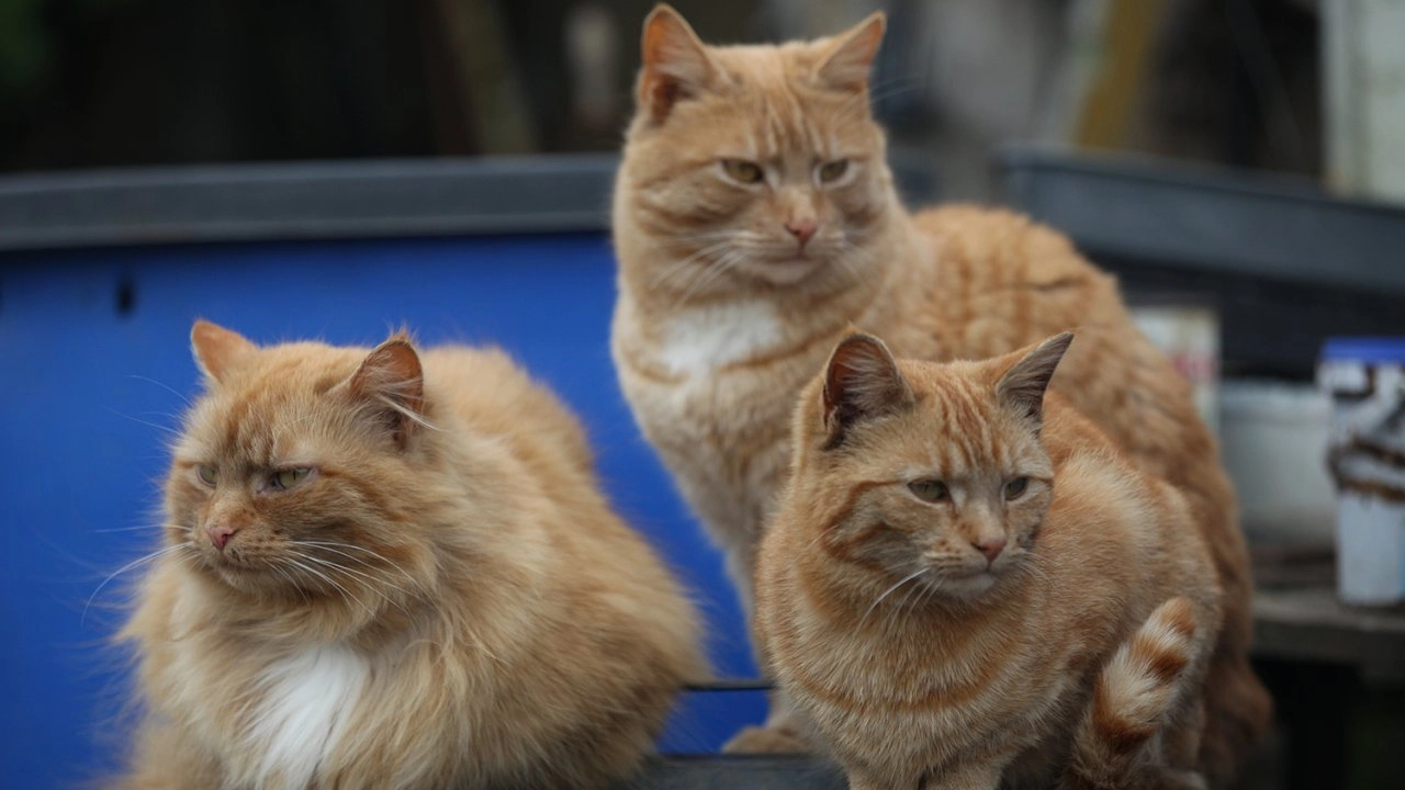 ไขความลับเจ้าเหมียว ตอน สิงห์น้อยเจ้าตัก