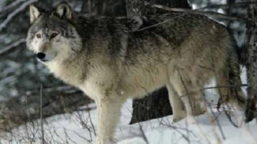 ตามติดชีวิตสัตว์ ตอน อุรังอุตัง แรคคูน แมวป่าคาราคัล