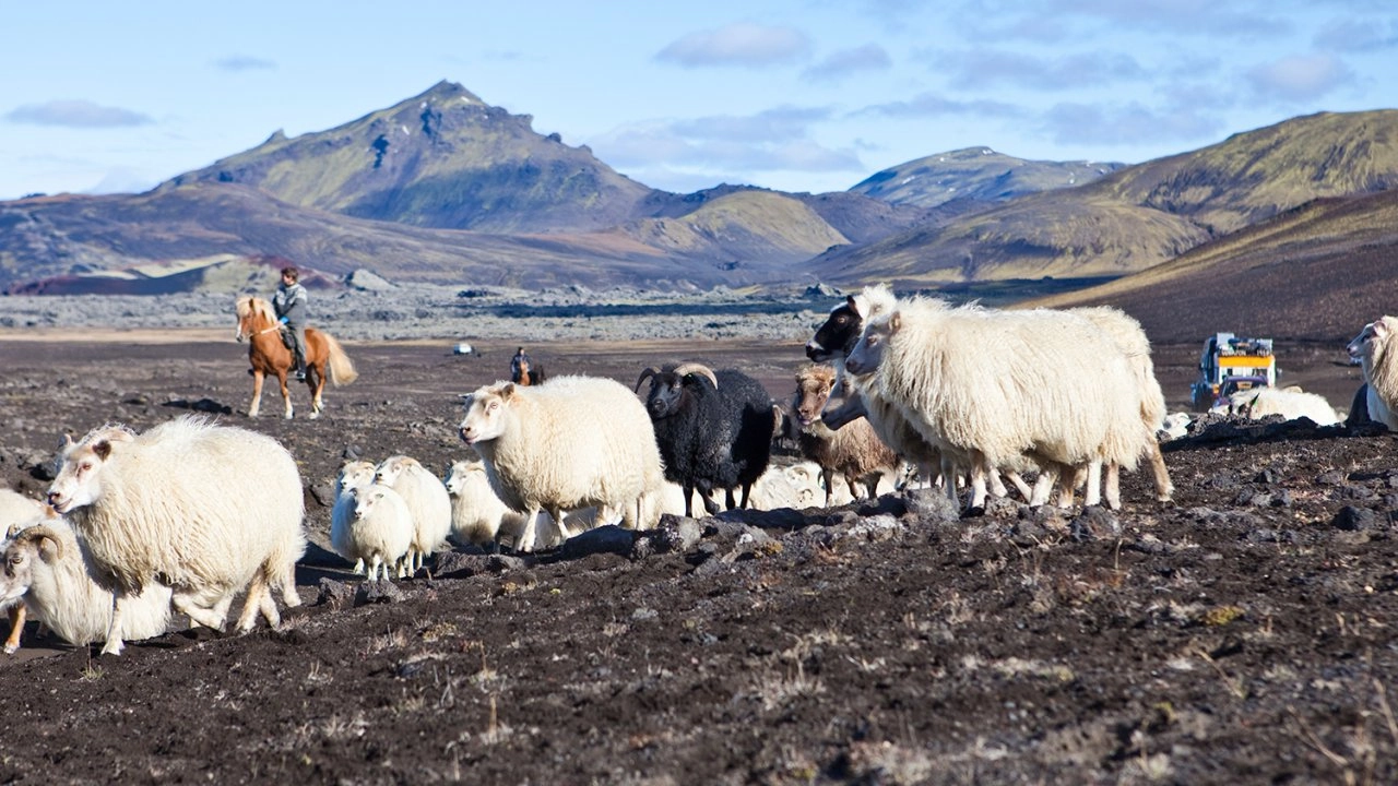 โลก 360 องศา ตอน เลี้ยงแกะในไอซ์แลนด์