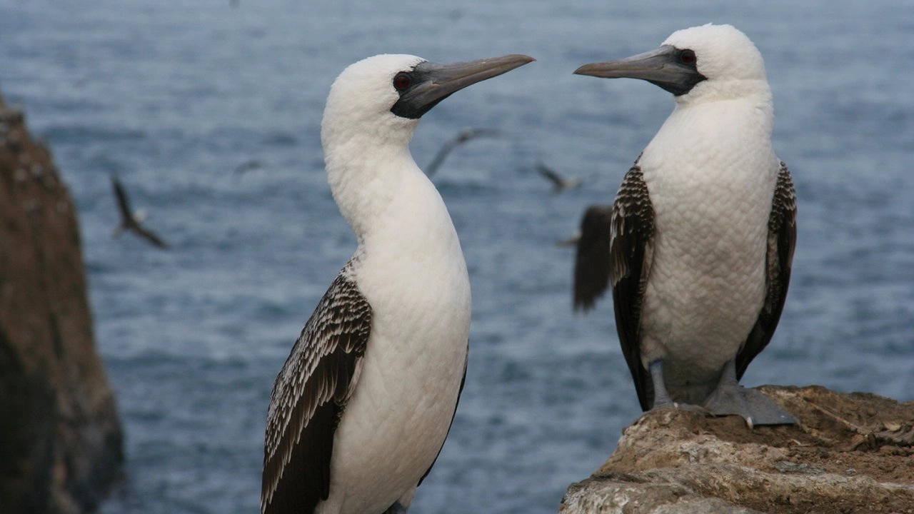 โลก 360 องศา ตอน เกาะแห่งนกทะเล