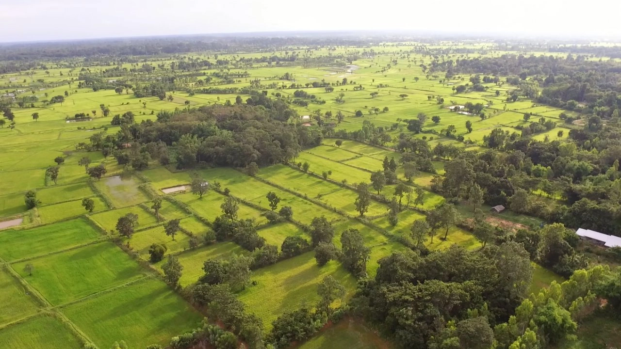 ข้าวประดับดิน