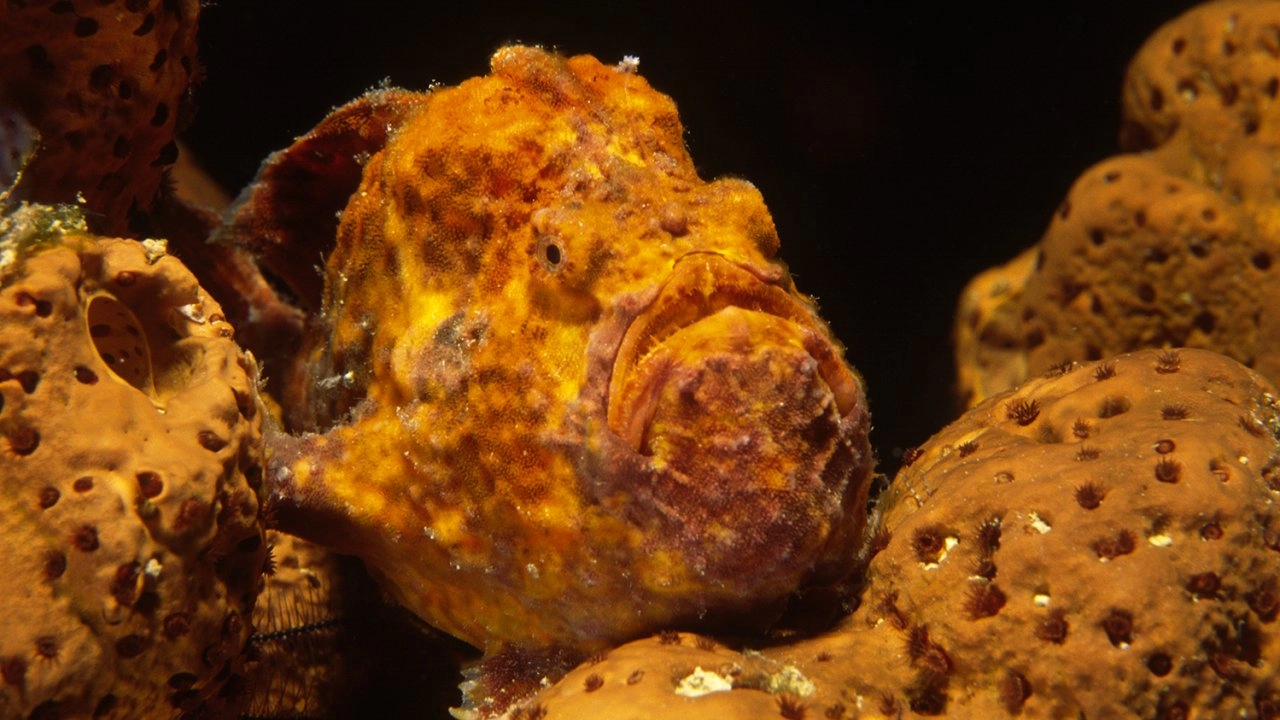 ตื่นตากับสัตว์แสนแปลก ตอน สัตว์แปลกในมหาสมุทร