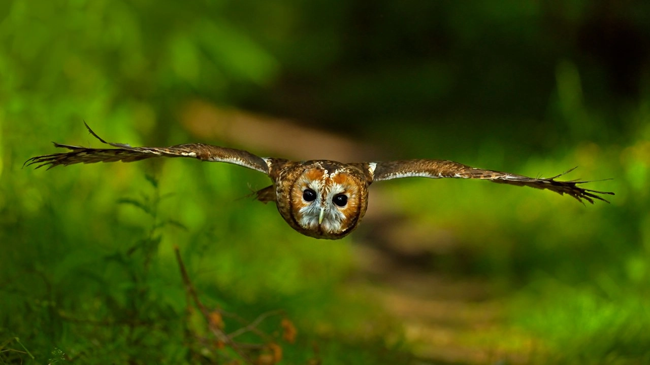 นกเค้า เบื้องหลังความน่าพิศวง