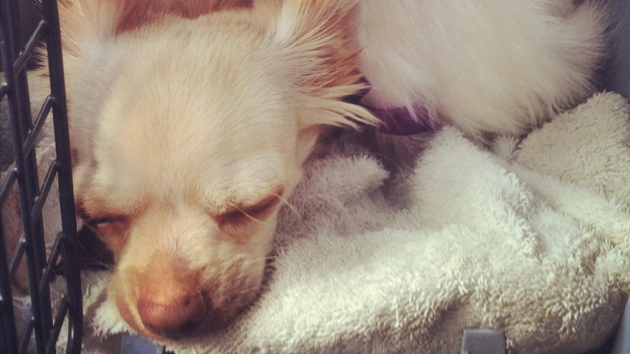 เพื่อนซี้ต่างพันธุ์ ตอน ชิวาวากับไก่ขนปุย