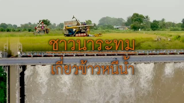 ชาวนาระทมเกี่ยวข้าวหนีน้ำ