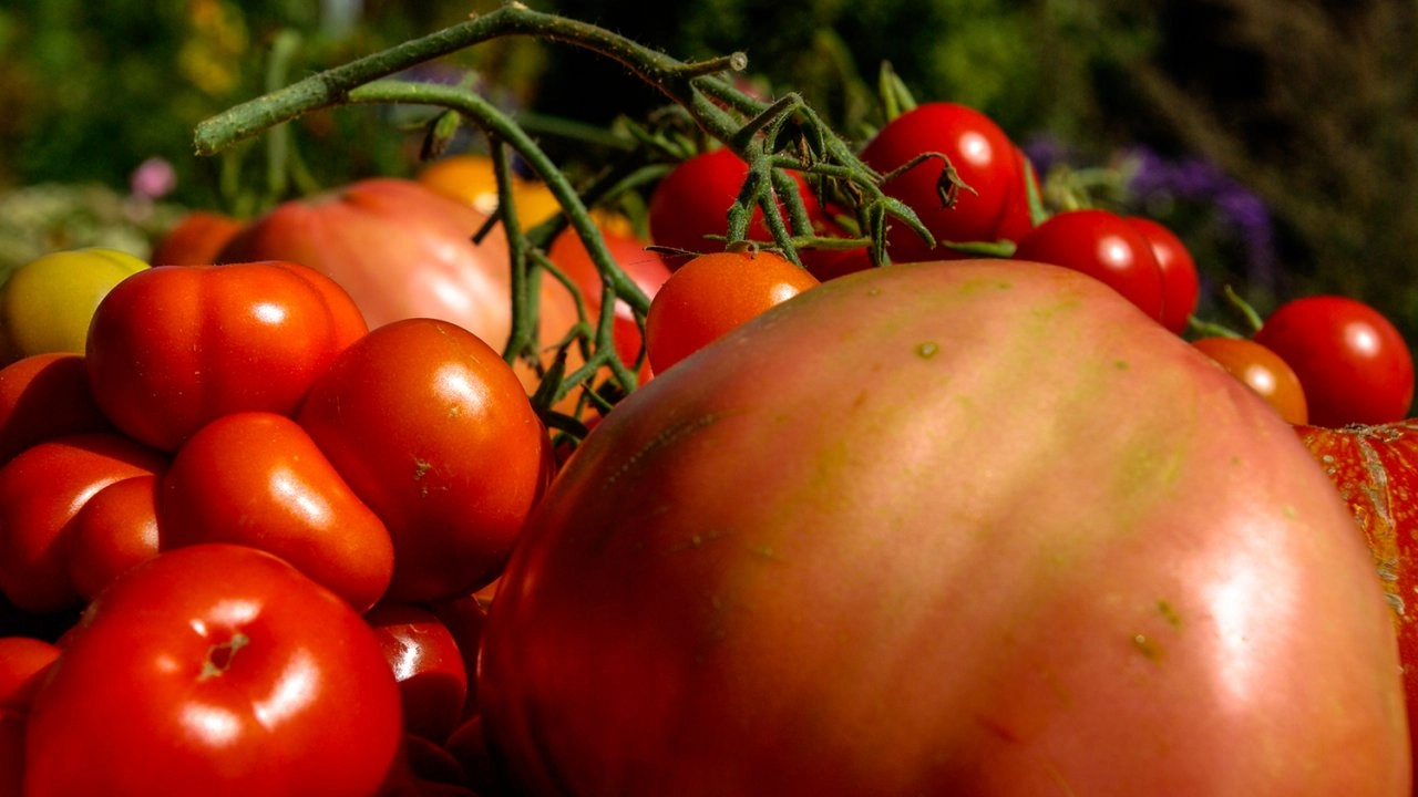 ชัยชนะของมะเขือเทศ