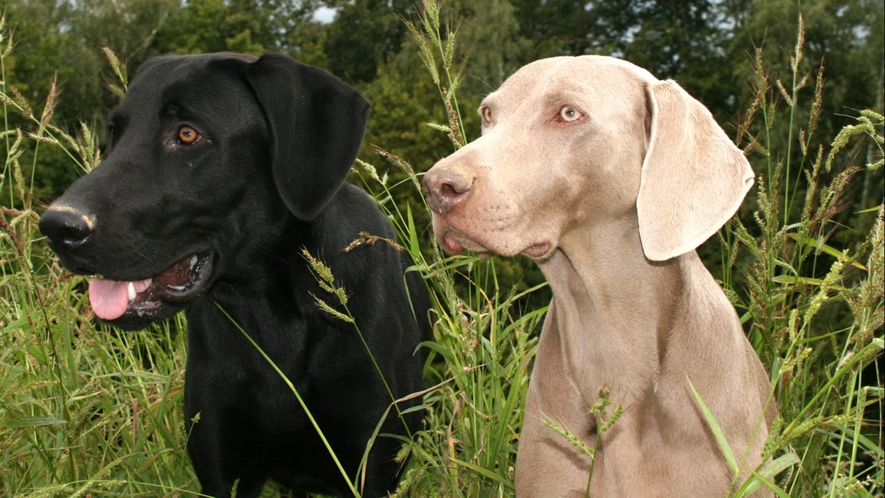 คู่หูสี่ขา