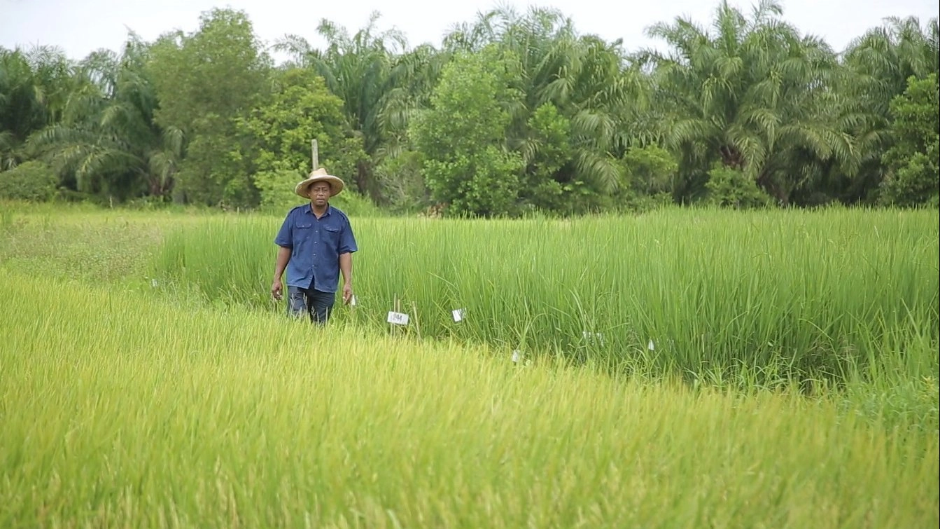 ​ทำนาเดือนสิงหาคม ในภาคใต้