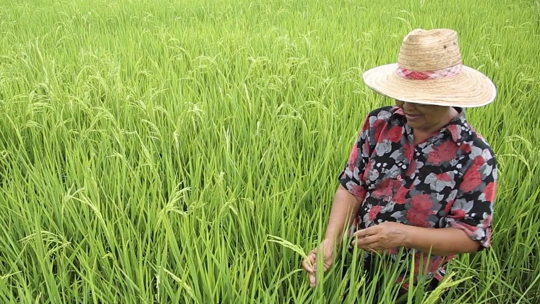 ข้าวหอมไชยา ข้าวพันธุ์ดีเมืองใต้