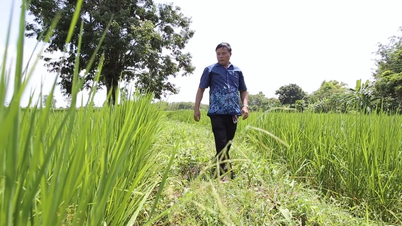 ​หว่านกล้า 12 สิงหาคมในถิ่นอีสาน