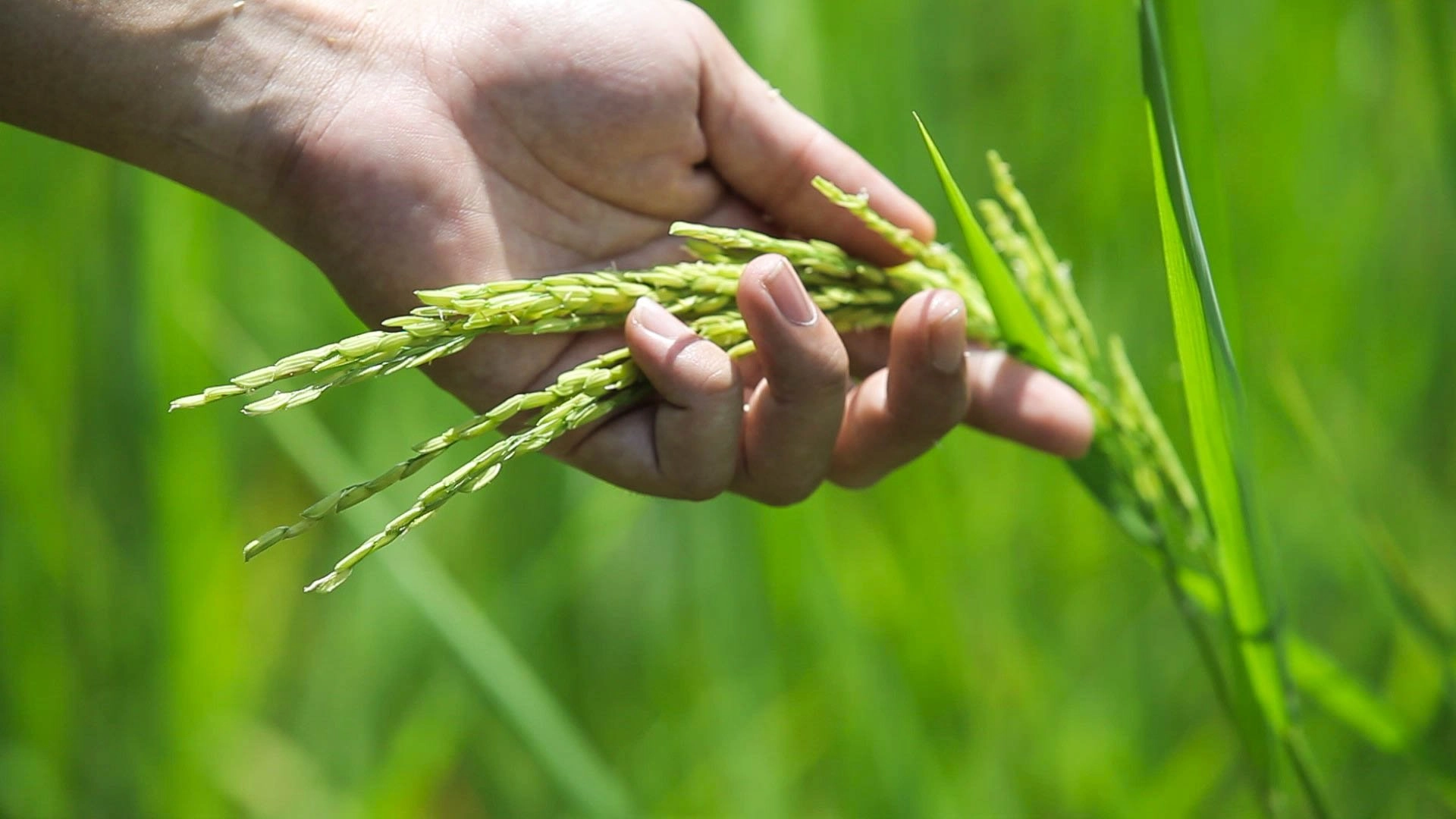 ​ข้าวอีสานพันธุ์ดี