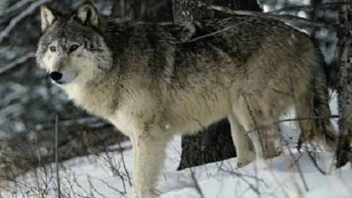 ตามติดชีวิตสัตว์สุดขั้วหมีขั้วโลก ตอน สุนัข กั้งตั๊กแตน