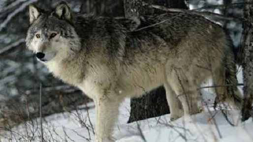 ตามติดชีวิตสัตว์สุดขั้ว ตอน ช้าง , แมว , หมึกยักษ์