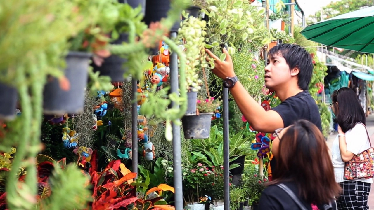 ปฏิบัติการป่าล้อมเมือง