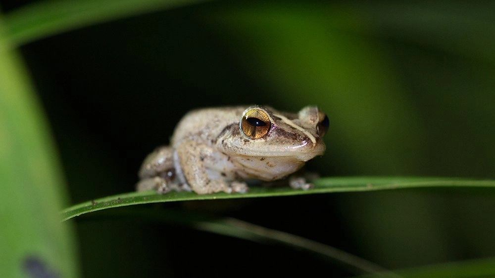 สุดยอดประสาทสัมผัส ตอน การได้ยิน