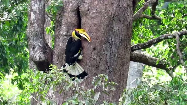 หัวใจบูโด