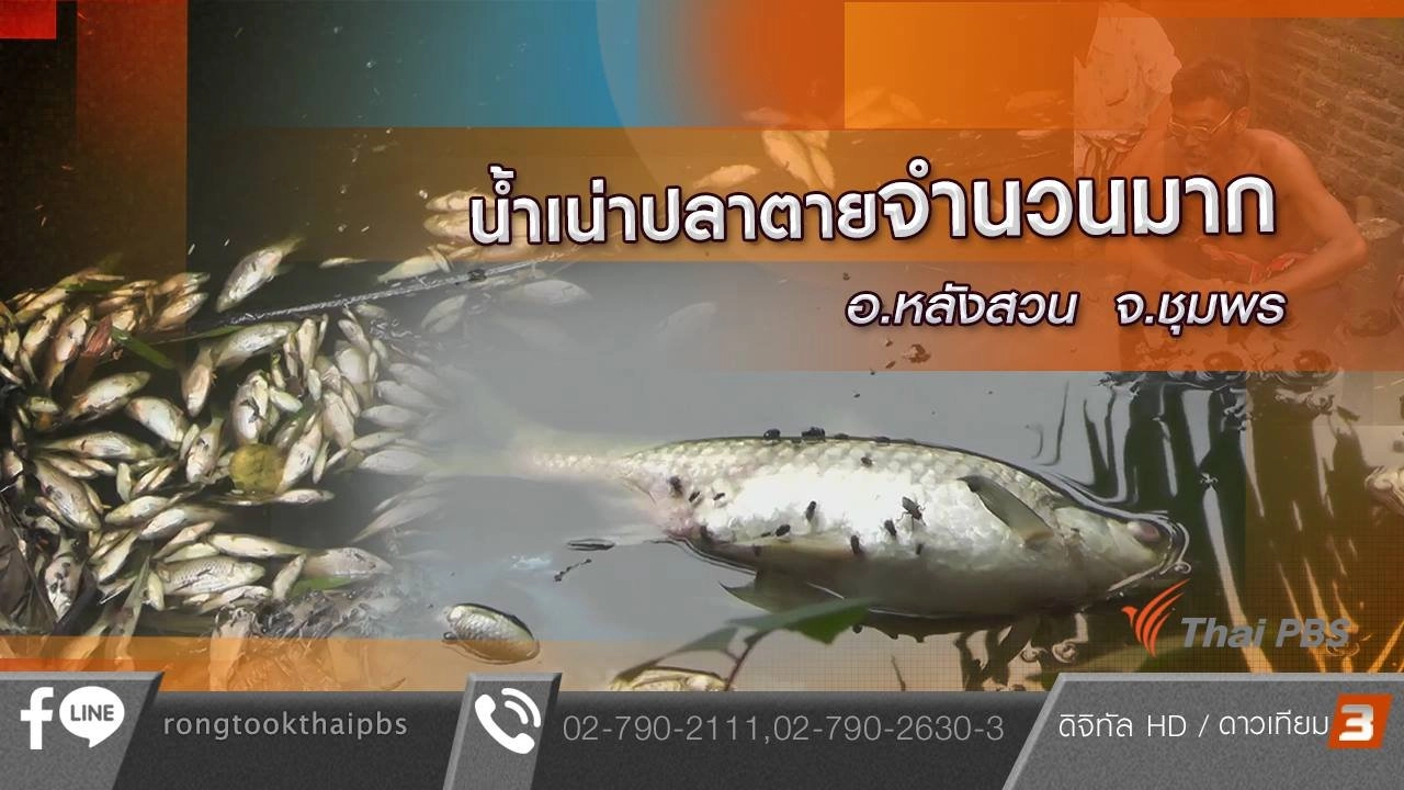 น้ำเน่าปลาตายจำนวนมาก อ.หลังสวน จ.ชุมพร