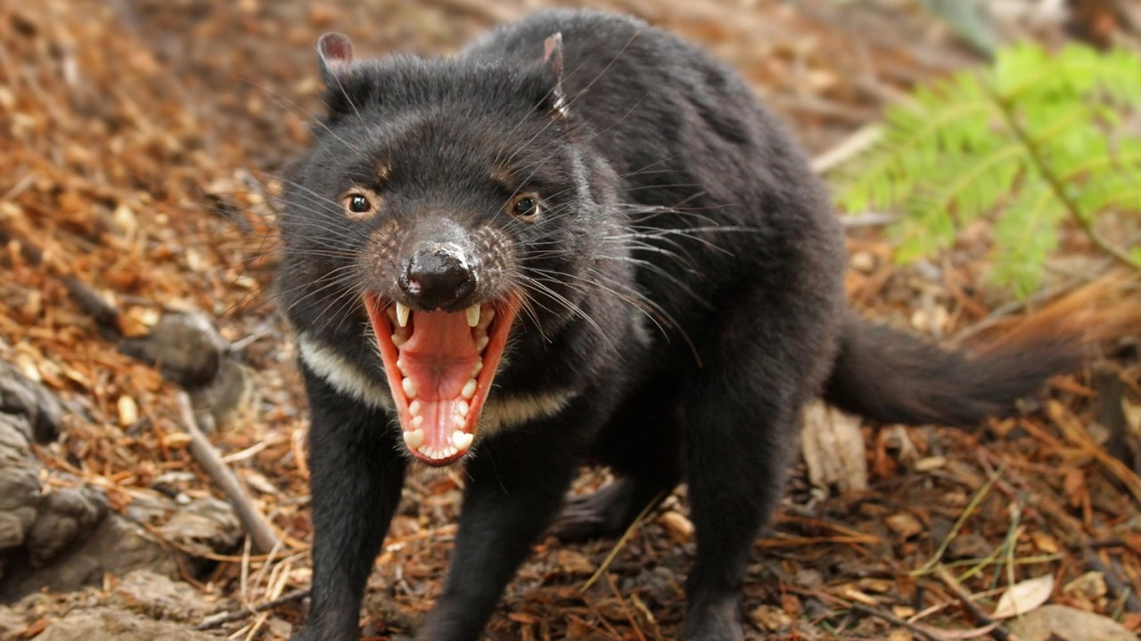 มหัศจรรย์การรับรู้ ตอน โลกแห่งสัตว์กลางคืน