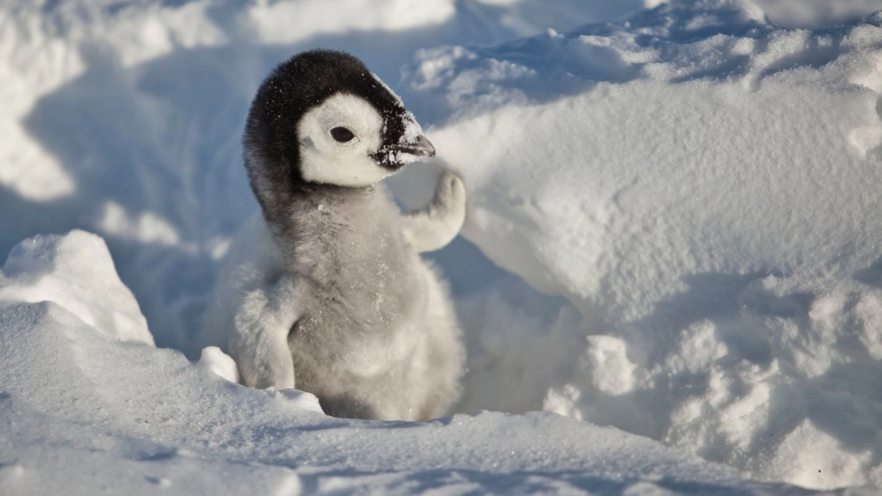 เพนกวินน้อยนักสู้