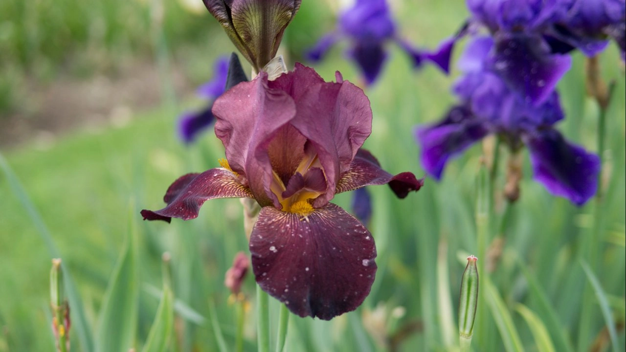 มหากาพย์ดอกไม้โลก ตอน ดอกไอริสและทิวลิป