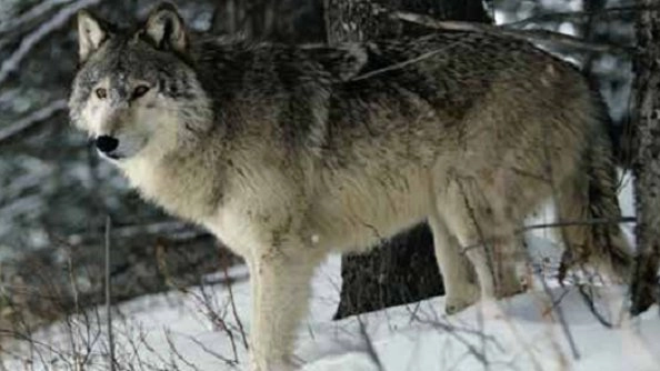 ตามติดชีวิตสัตว์สุดขั้ว ตอน หมู, เรเวนกับกา, หมาป่า