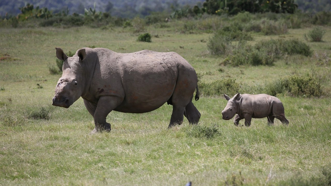 มหัศจรรย์สายใยรักแห่งแม่ลูก ตอน ลูกตัวน้อย