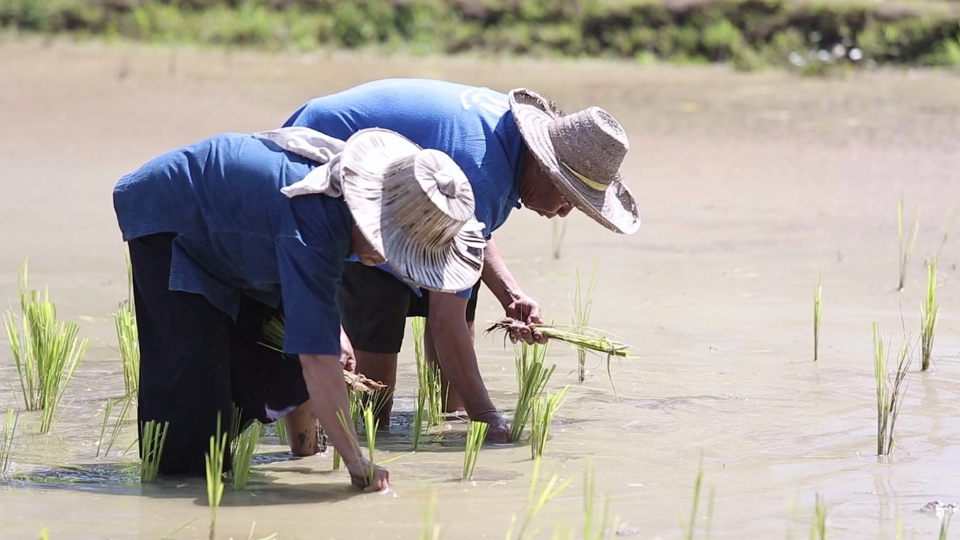 ​ปลูกข้าวนาปี ใช้วิธีดำนา