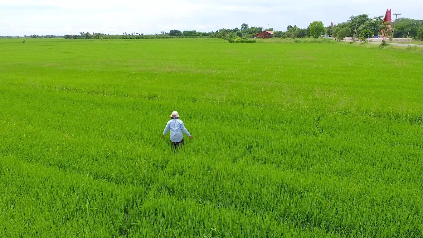 การปลูกข้าวแบบเปียกสลับแห้ง