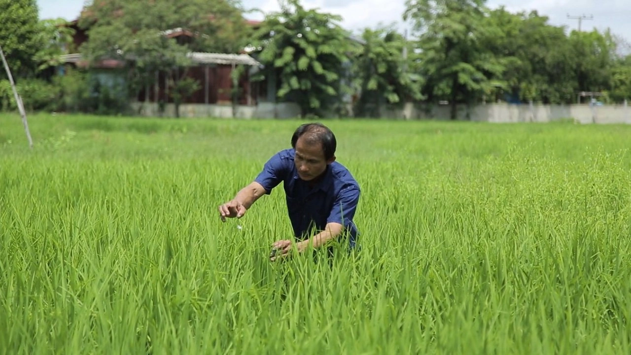 ​การปลูกข้าวอินทรีย์