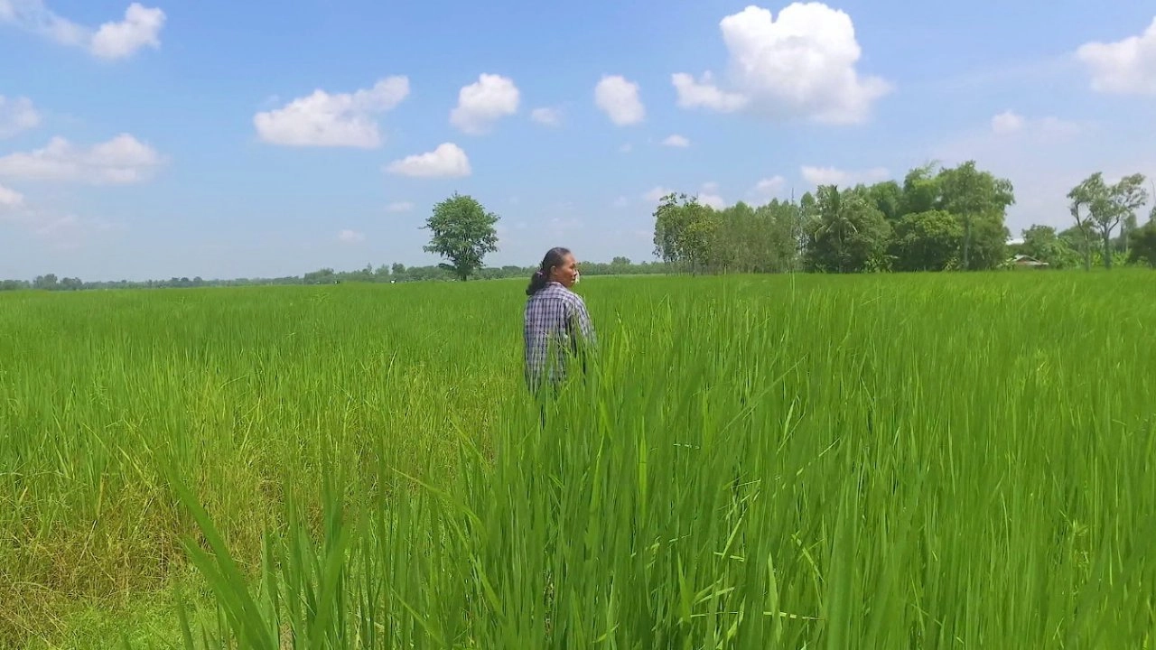 ​ข้าวเล้าแตก