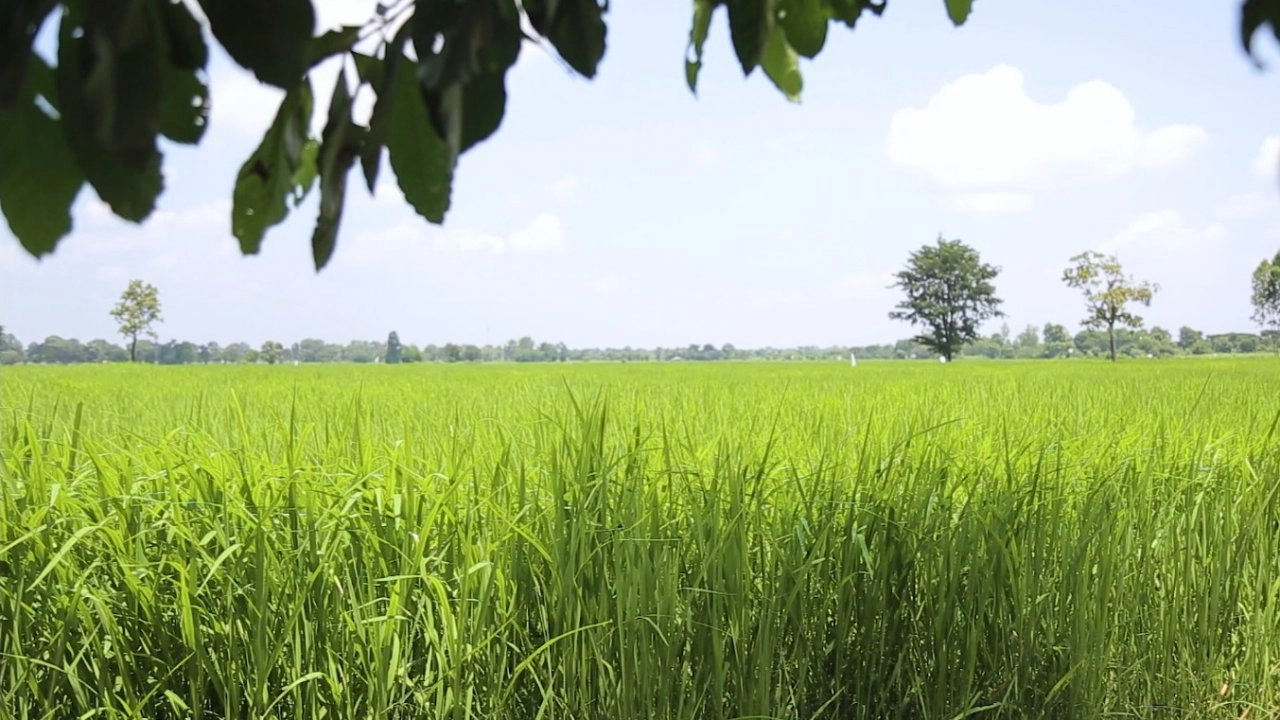 ​หว่านแห้ง