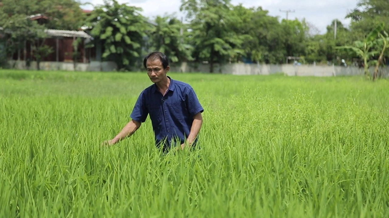 ​หว่านเปียก หว่านตม