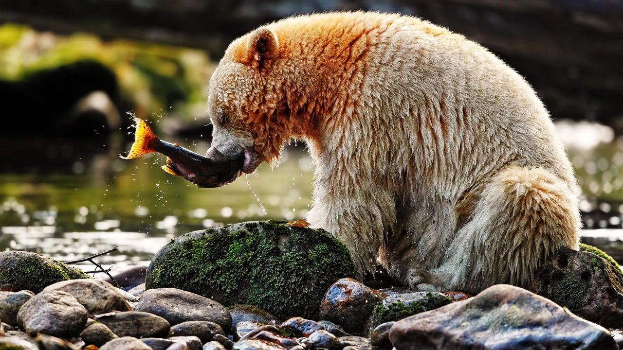 การออกค้นหาหมีลึกลับ